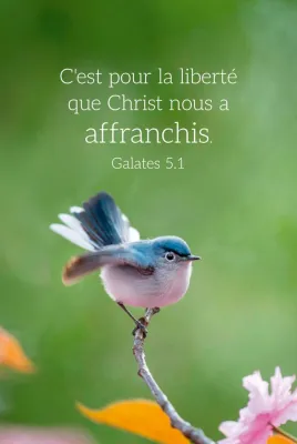 Calendrier format carte de crédit - Motif Oiseau (Galates 5.1)